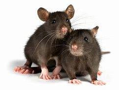 Scotland Yard Pest Control