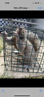 Affordable Wildlife Removal