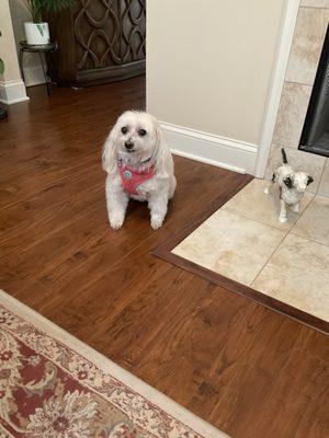 Critters Pet Grooming