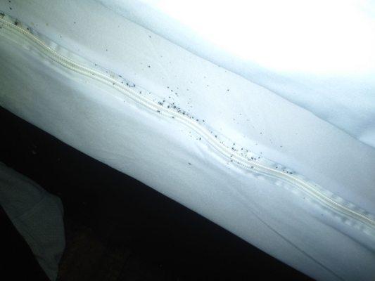 Bed bugs