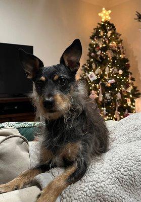 Puffytail Pet Grooming