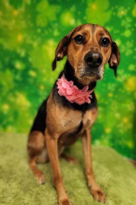 Steppin Out Grooming Salon