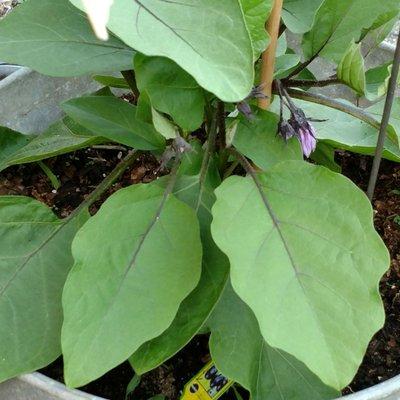 Bacharach Institute For Rehabilitation