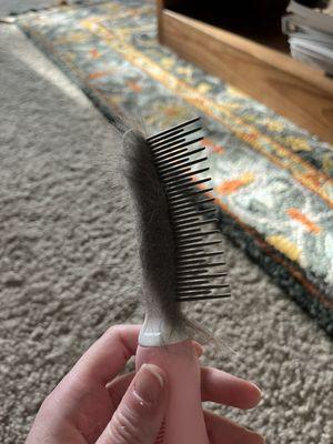 The Charleston Cat Groomer