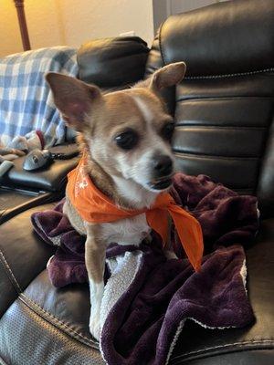 Center Veterinary Clinic and Urgent Care