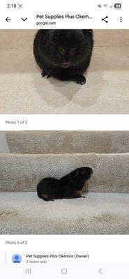 A joyful cavy "visitor-to-be" after he has his veterinary care appointment to be cleared to visit!