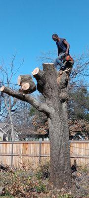 Green Tree and Landscaping