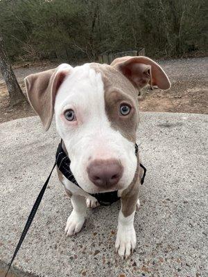 Companion Animal Hospital of Waller