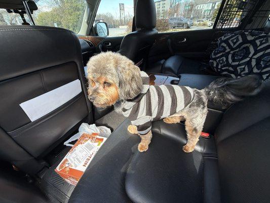 Doggie Style Atlanta