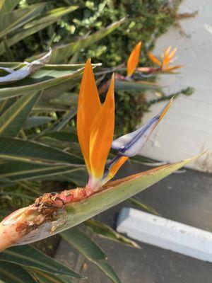 Bronfman Jewish Community Center parking lot border garden