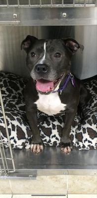 Oceanside Animal Clinic