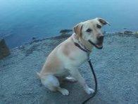 Bullwinkles N Whispers Wagging Trails