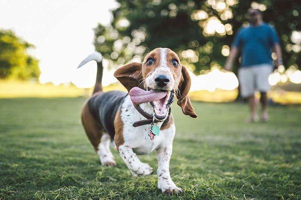 Thrive Pet Healthcare - Arlington Heights