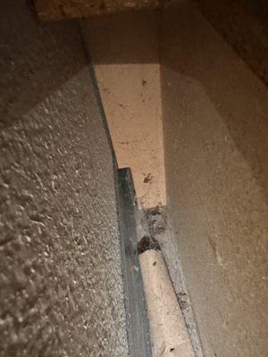 Black widow webs under the bed