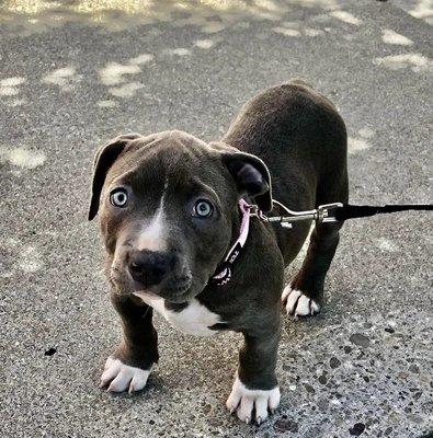 Peninsula Critter Care