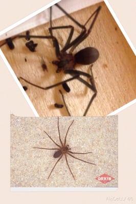 Brown recluse nesting in our storage unit. Many of them.