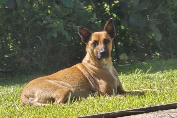 Good Karma Pet Rescue of South Florida