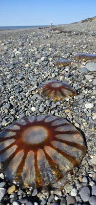 Clam Gulch Campground