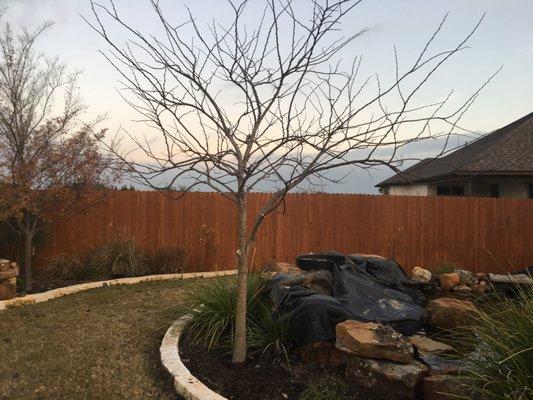 After the structural pruning of a Red Bud.