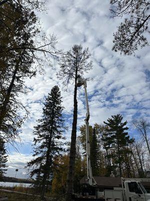 Jake’s Stump Grinding