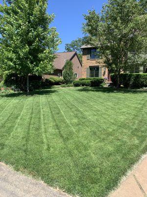 Thick healthy lawn