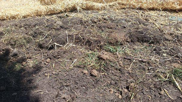 Not graded, smoothed nor feathered in