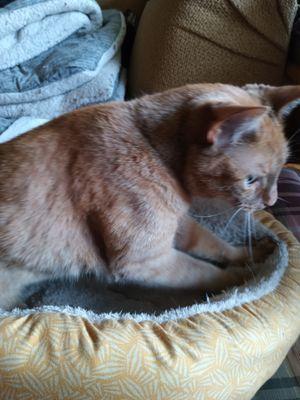 Vail Valley Animal Hospital - Edwards