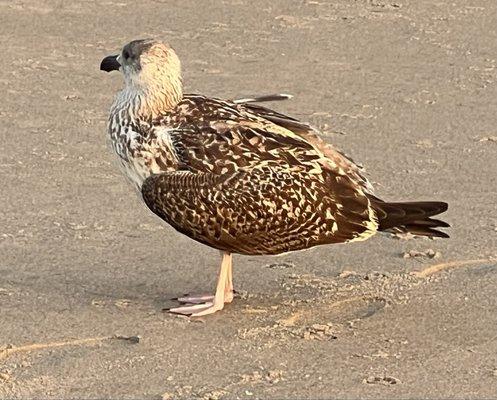 Brinkmeyer's Drift Inn