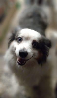 Always happy to come to Groomer Bade!