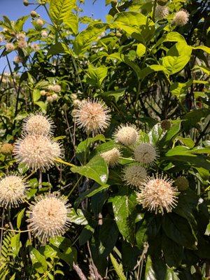 These things smelled as cool as they looked. Bees were loving them