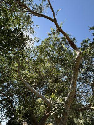 Our friend has the most beautiful tree to rest under.