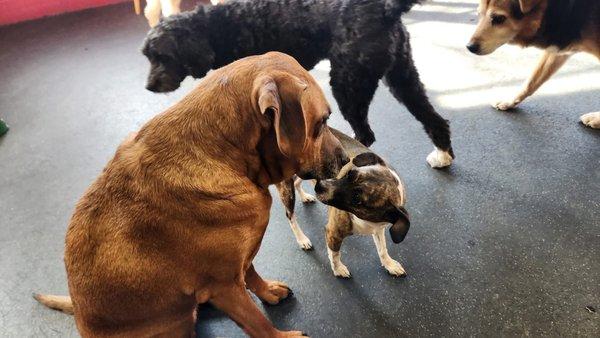 Little White Dog Doggie Daycare