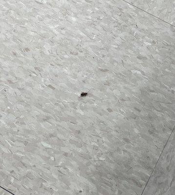 Cockroach walking around!