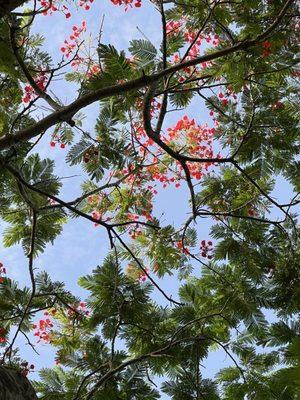 Plantation Veterans Memorial Park