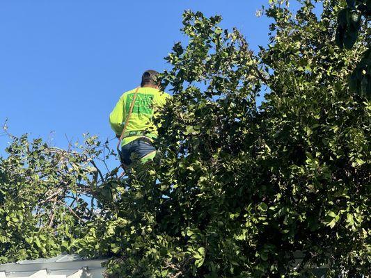 MBC Tree Service