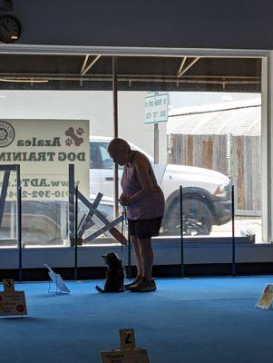 Dog sitting during rally class