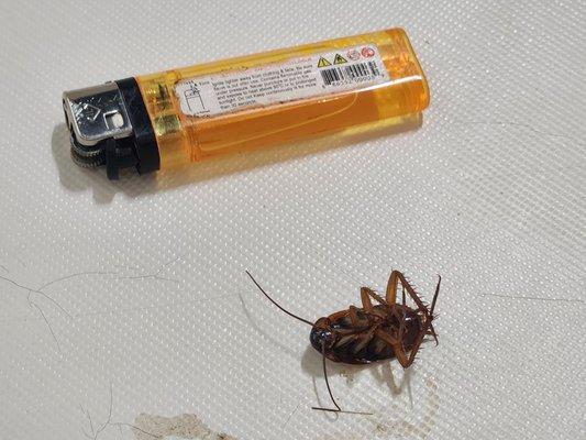 Roach in shower. Didn't request a shared room