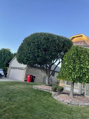 Arbor Tech Tree Care