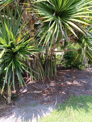 Wright's Tree Care & Disaster Relief