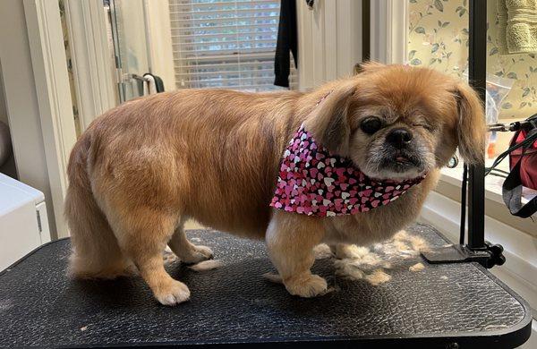 Graham's Elite Grooming