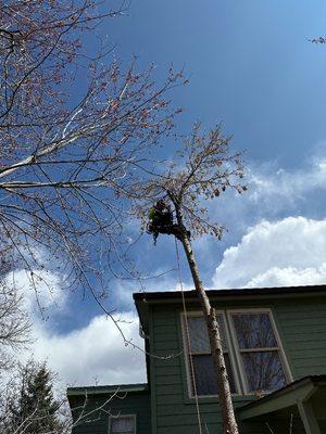 C&P Tree Care