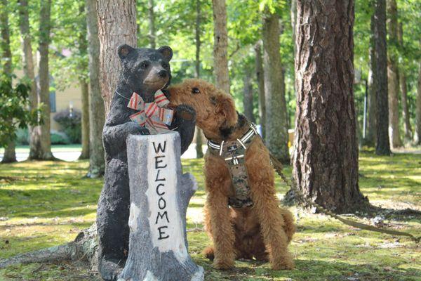 Entrance to Liepe Firewood and Beau our mascot