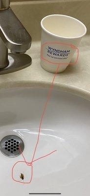 Super 8 by Wyndham North Palm Beach