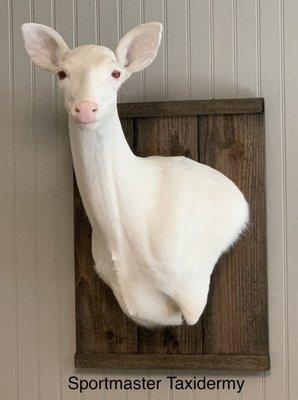 Sportmaster Taxidermy by Greg Gallman