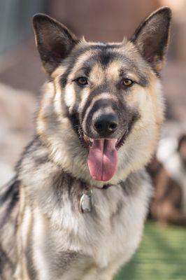 #korobpethotel #doggiedaycarehouston #dogboarding #doggrooming #doggiedaycare #dogboardinghoustob