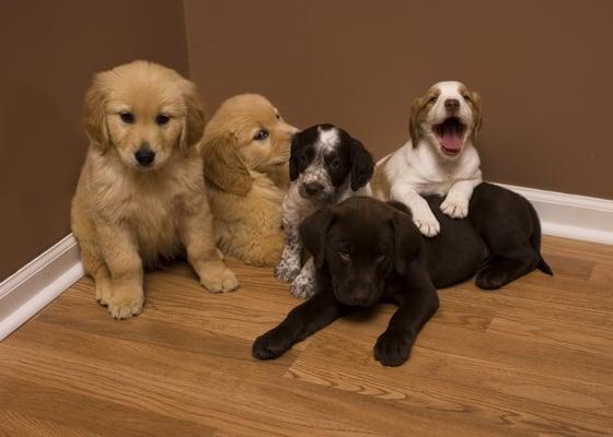 Sporting puppies unite!