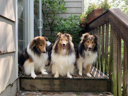 Alpha Veterinary Care