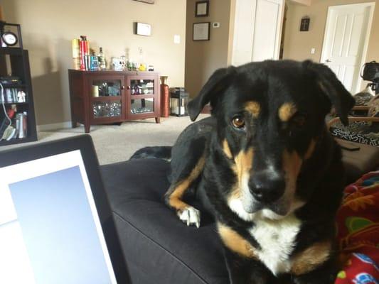 Cozy Critters Pet Sitters