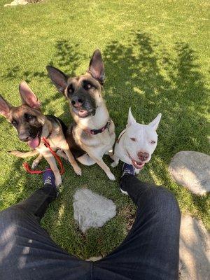 Canine Behavior Consultants