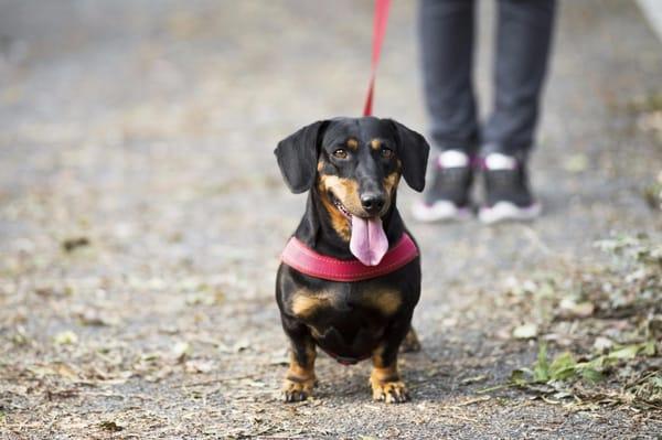 Happy Dogs and Cats Sitting and Walking Services + Birds